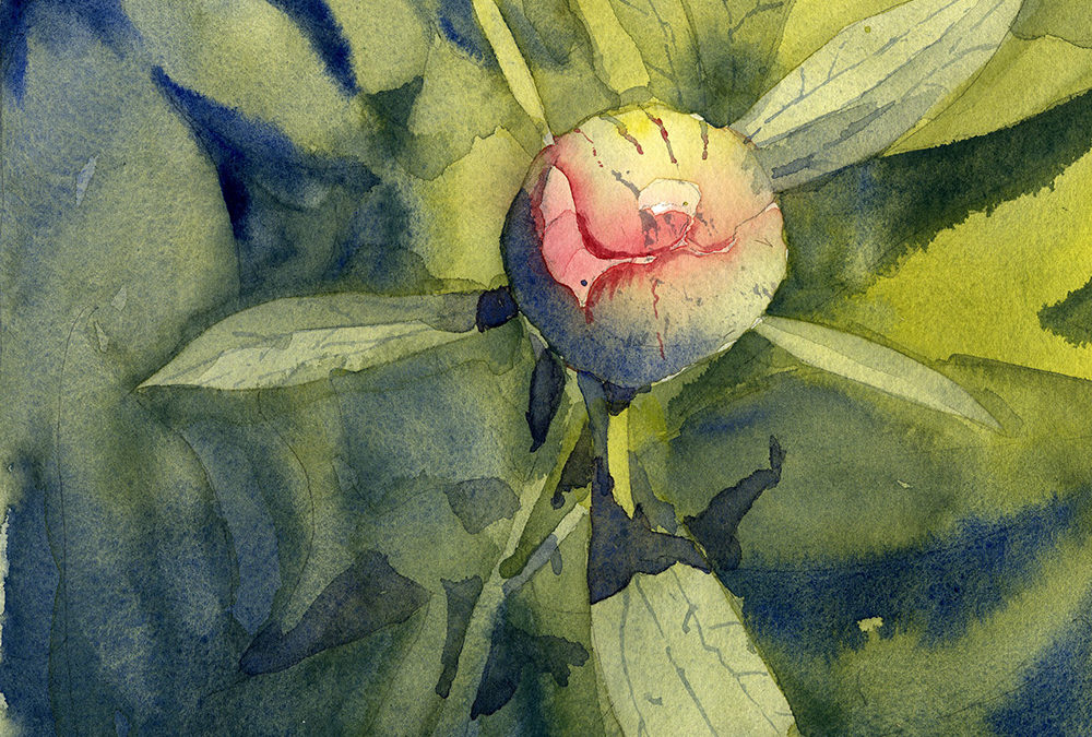 How To Paint A Peony Bud – Watercolor Painting Lesson