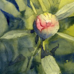 featured image for how to paint a peony flower bud in watercolor