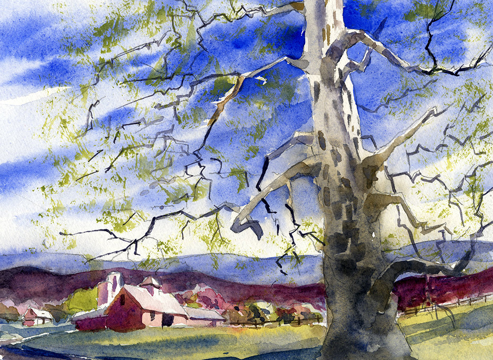 watercolor painting of a sycamore tree and landscape