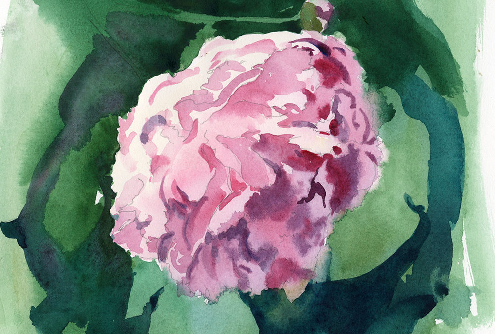 Paint A Peony Blossom Watercolor Painting Lesson