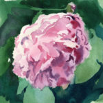 watercolor painting of a pink peony