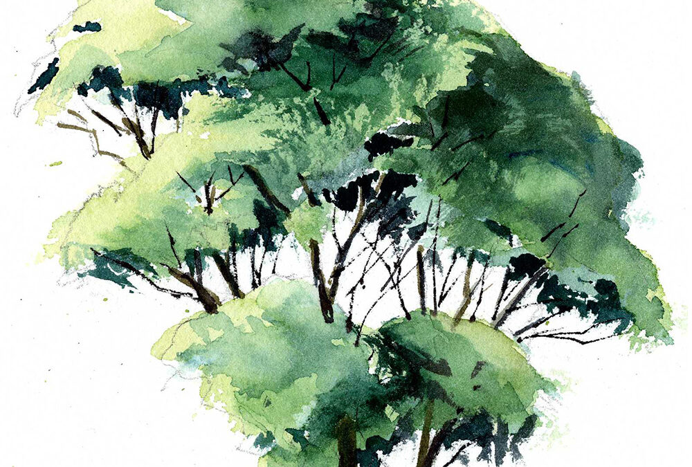 Late Summer Tree In Watercolor