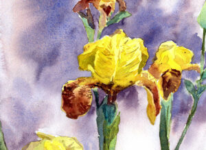 yellow irises watercolor painting