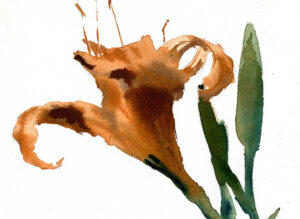 orange day lily watercolor sketch tutorial